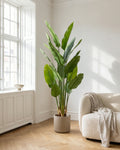Strelitzia | 180 cm in a bright Scandinavian interior