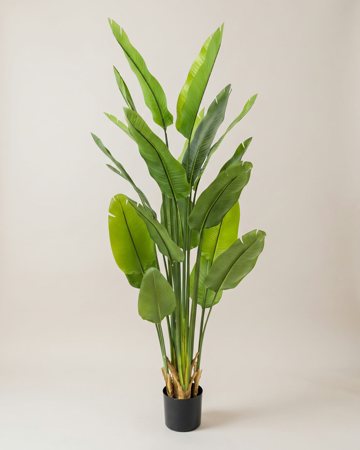 Strelitzia | 180 cm – photo studio sur fond neutre chaud