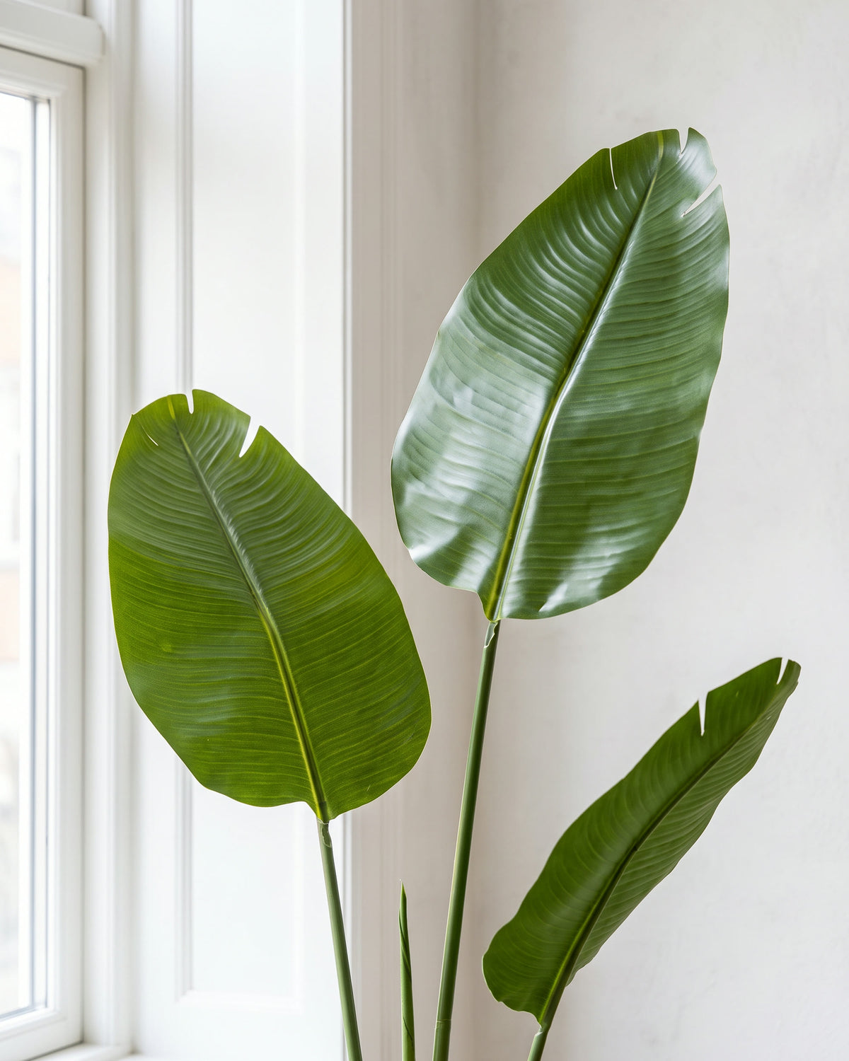 Strelitzia | 180 cm close-up detail