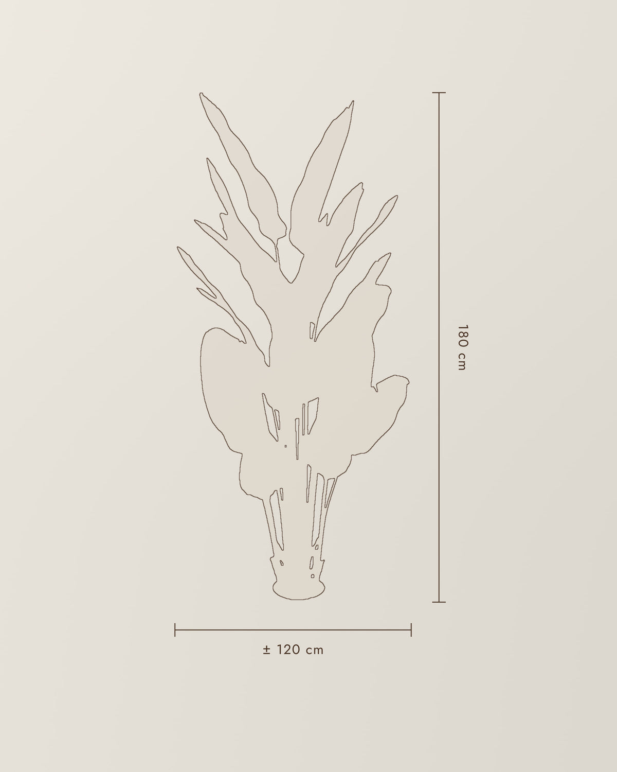 Strelitzia | 180 cm – dimension drawing