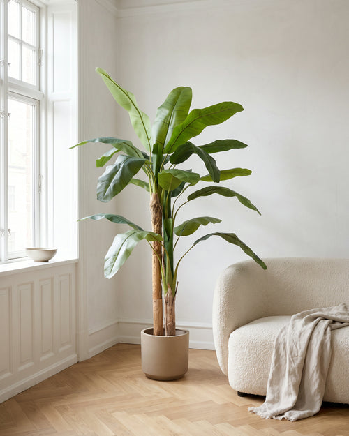 Banana Plant | 180 cm in a bright Scandinavian interior