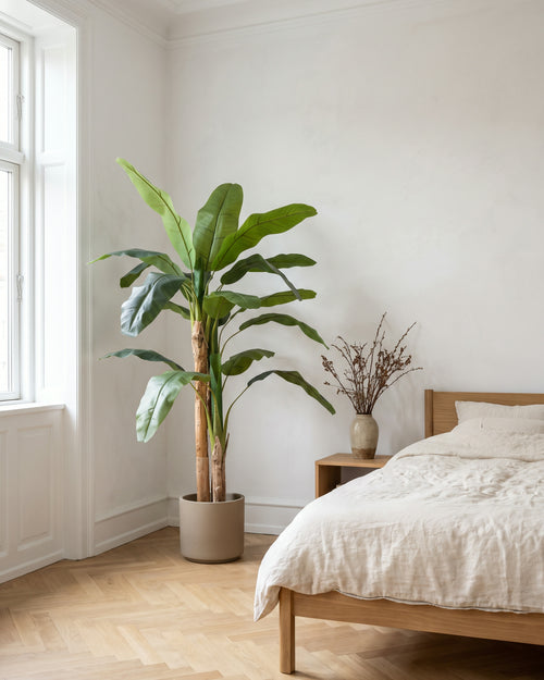 Banana Plant | 180 cm in a bright Scandinavian interior