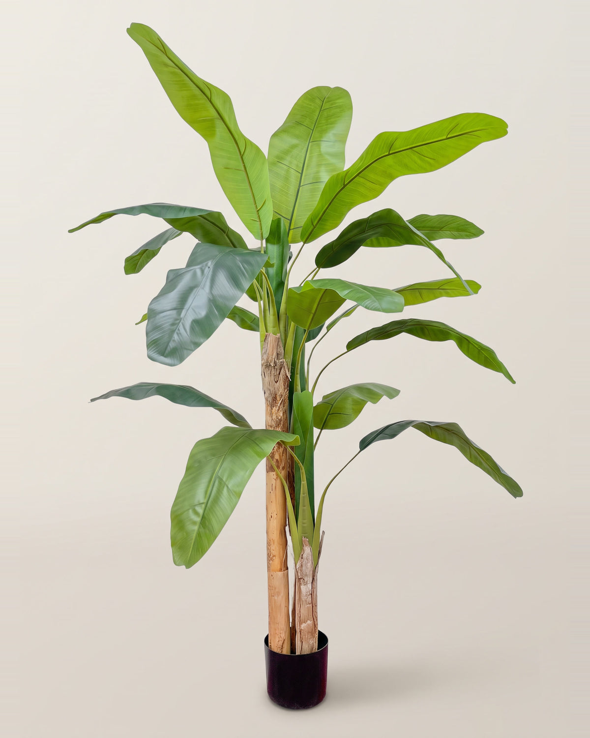 Banano | 180 cm – foto in studio su sfondo neutro caldo