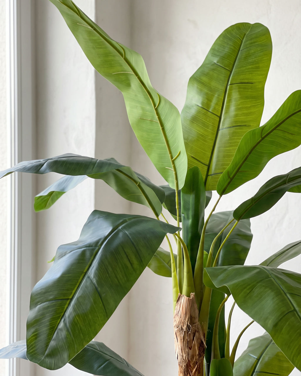Banana Plant | 180 cm close-up detail
