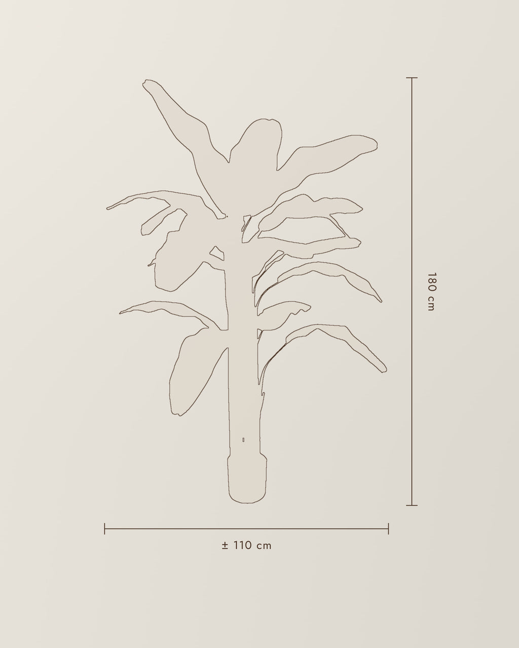 Banana Plant | 180 cm – dimension drawing