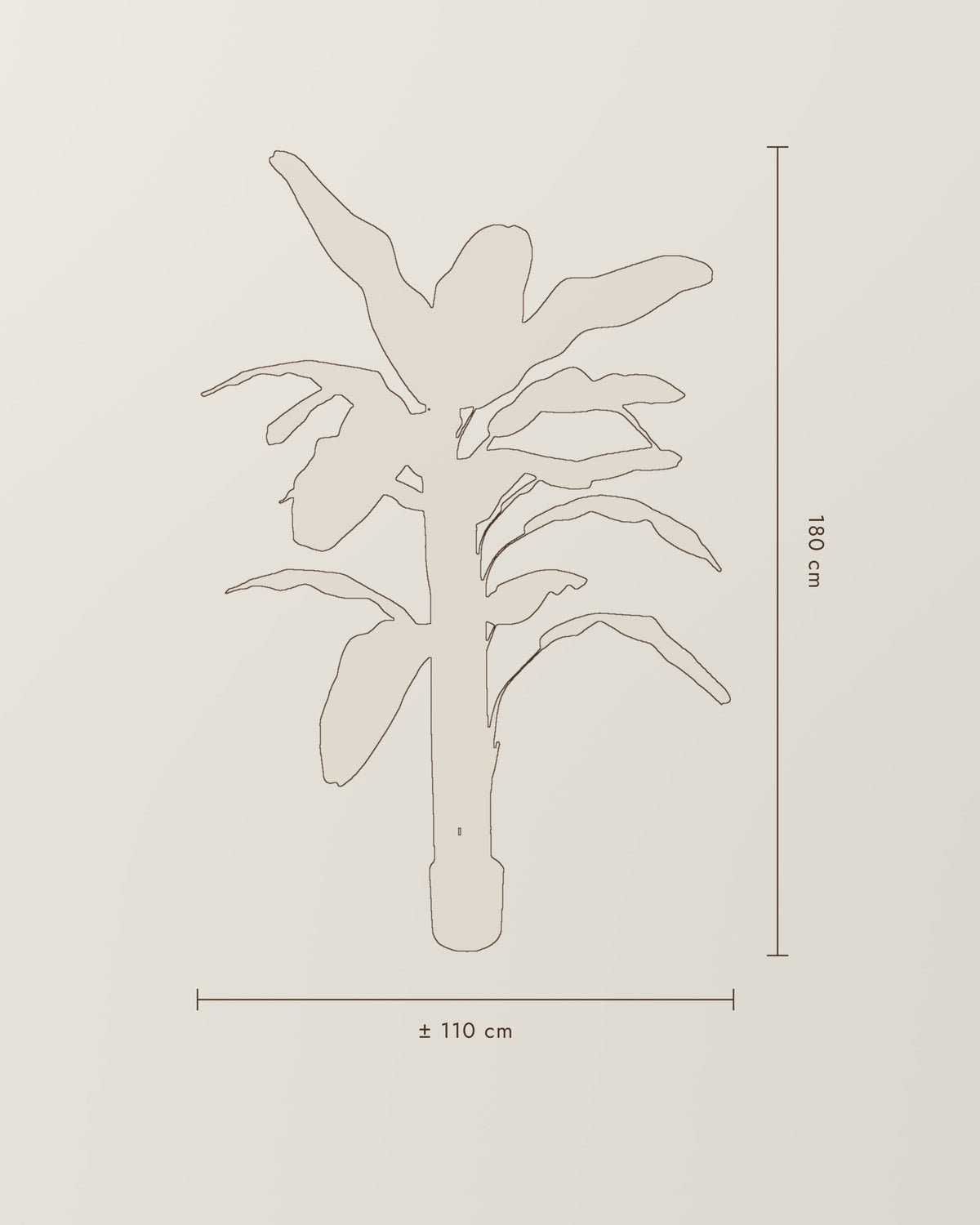 Banana Plant | 180 cm – dimension drawing