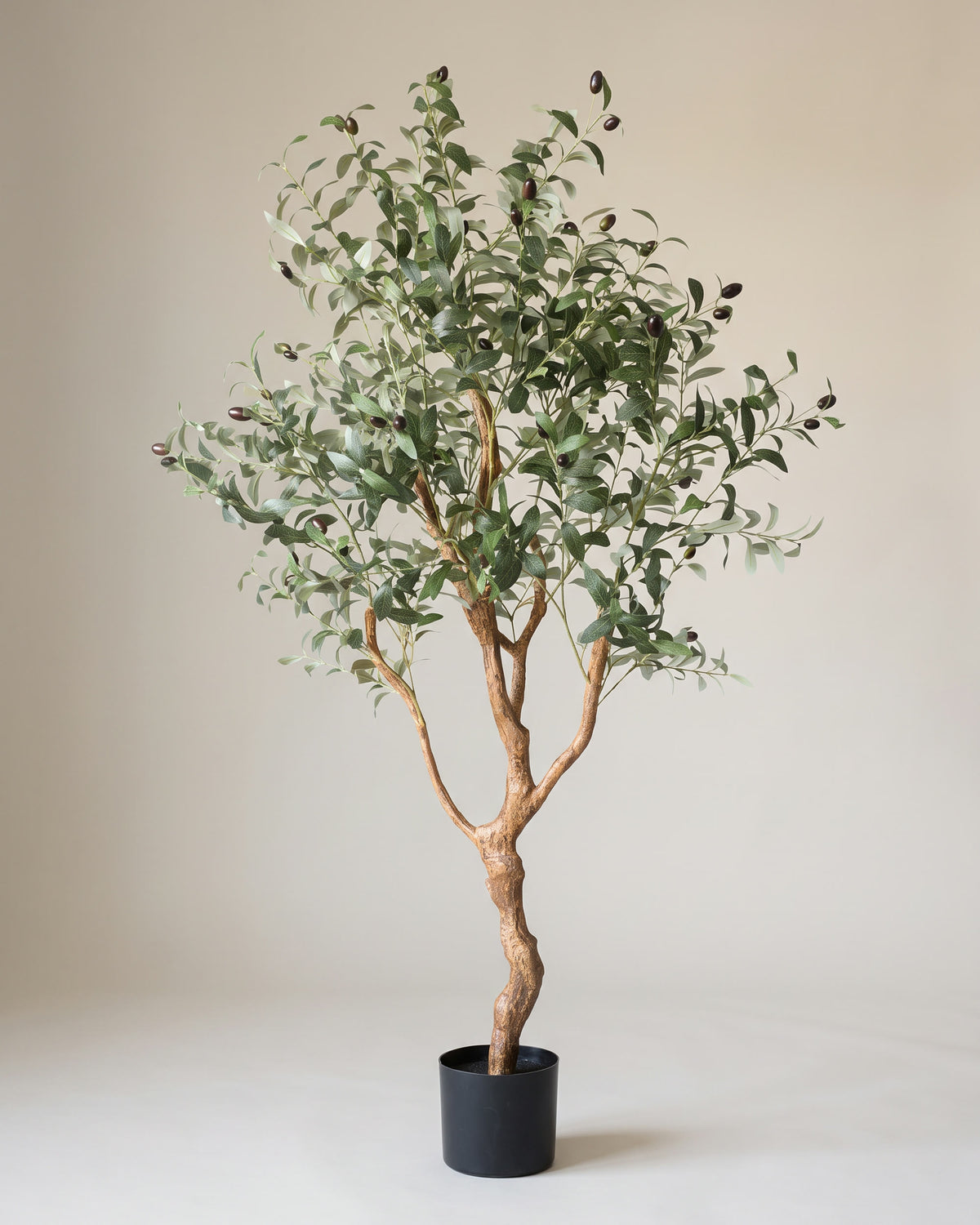 Olivenbaum | 150 cm – Studioaufnahme vor warmem, neutralem Hintergrund