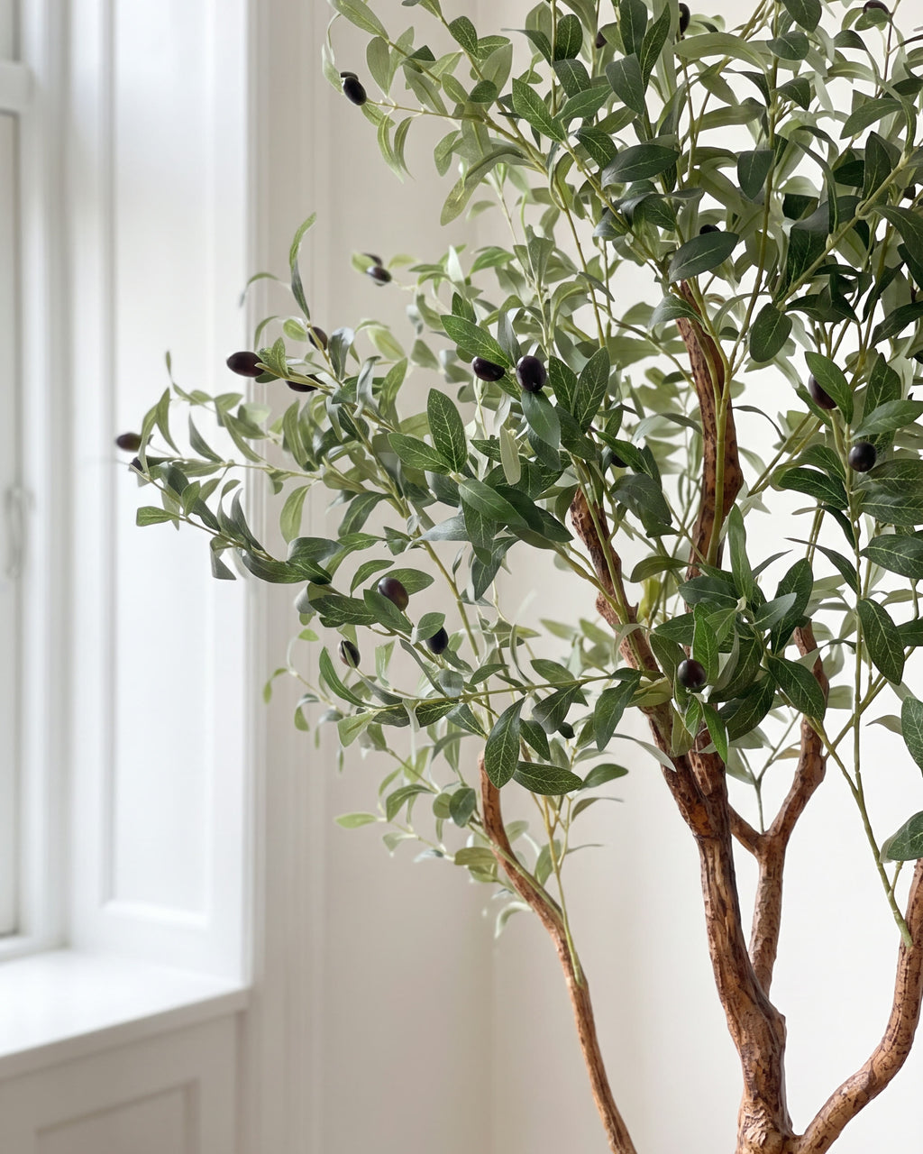 Olive Tree | 150 cm close-up detail