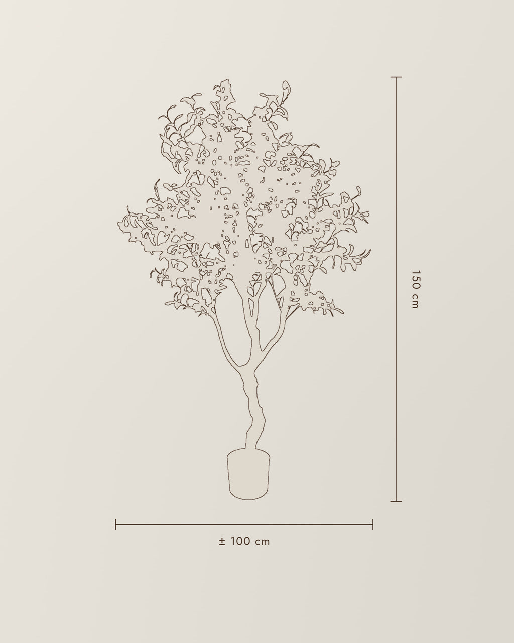 Olive Tree | 150 cm – dimension drawing