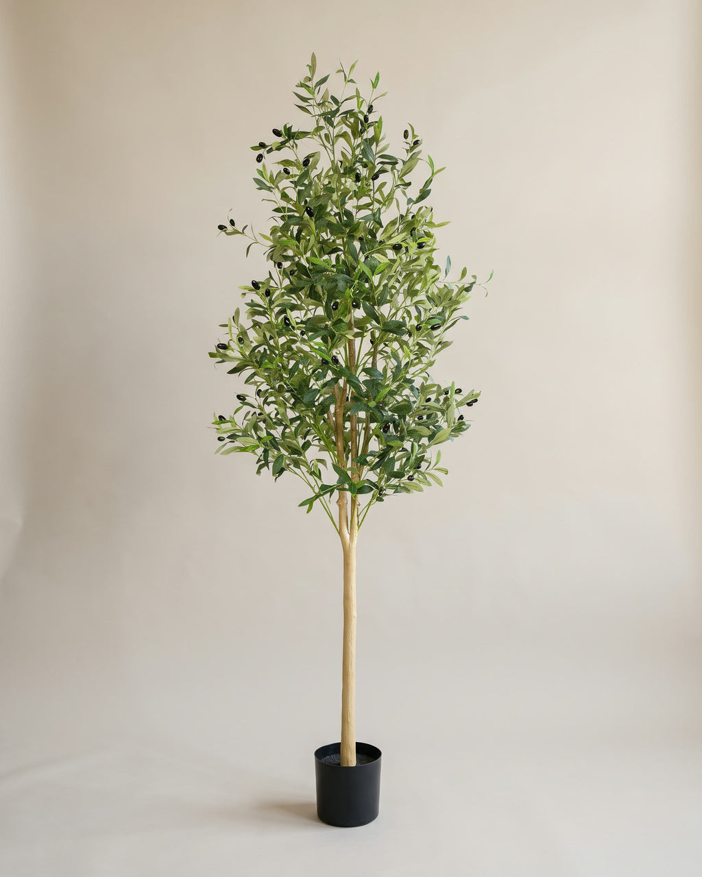 Olive Tree | 180 cm studio shot on a warm neutral backdrop
