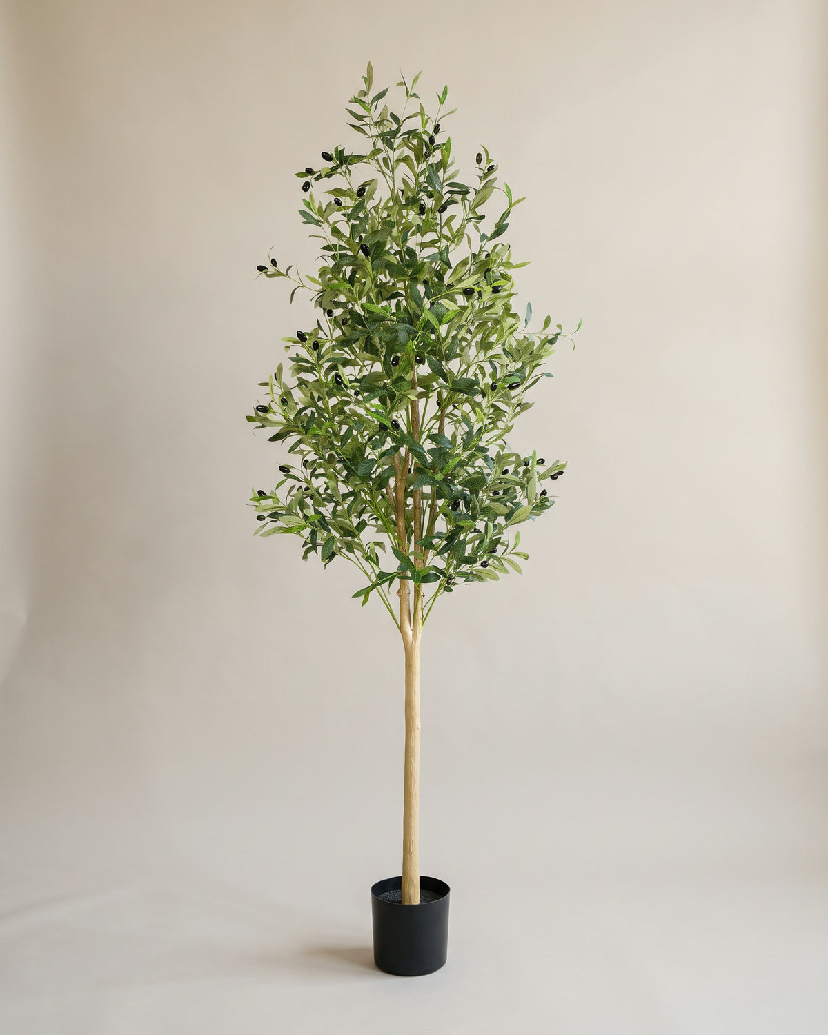 Olivenbaum | 180 cm – Studioaufnahme vor warmem, neutralem Hintergrund