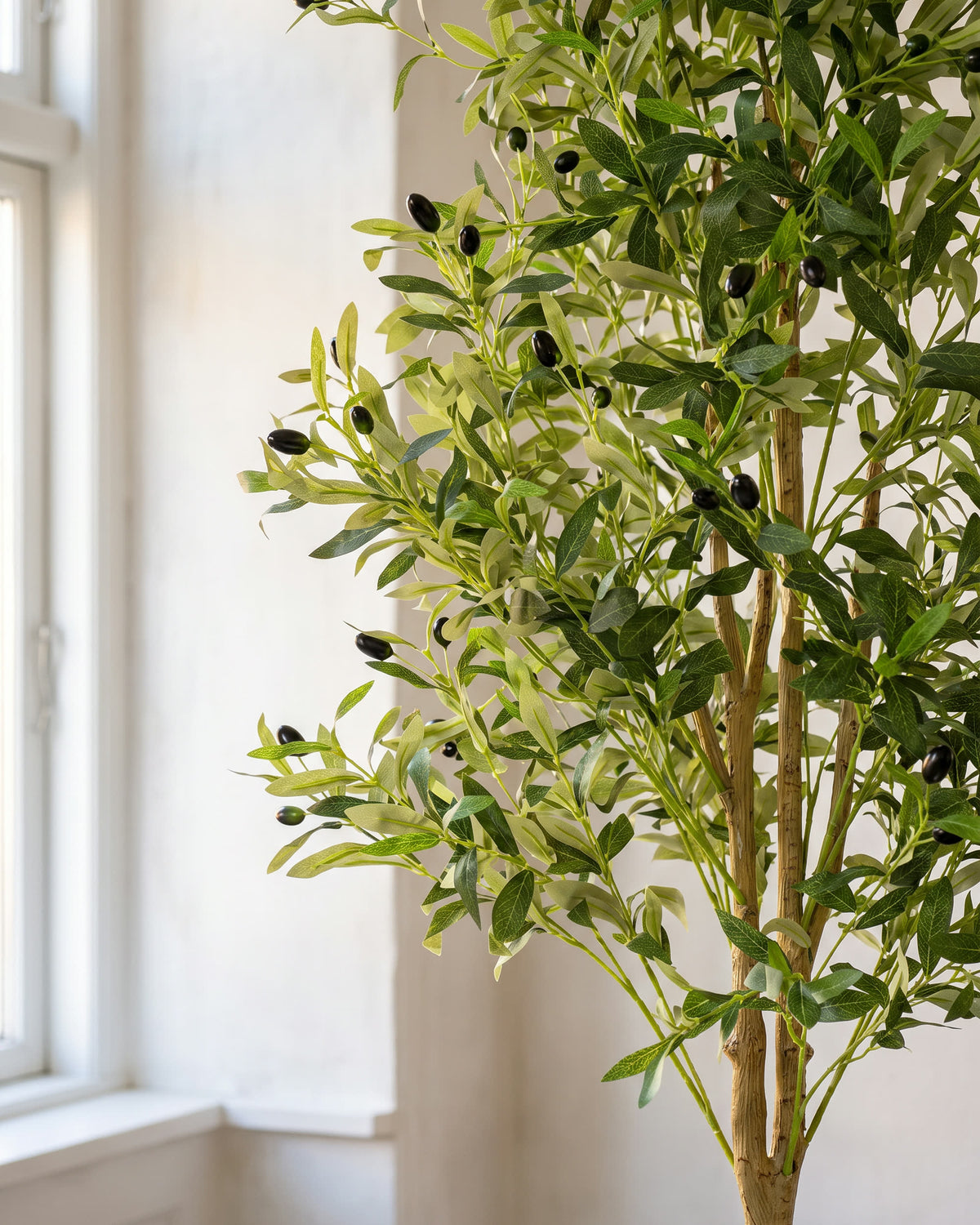 Olive Tree | 180 cm close-up detail
