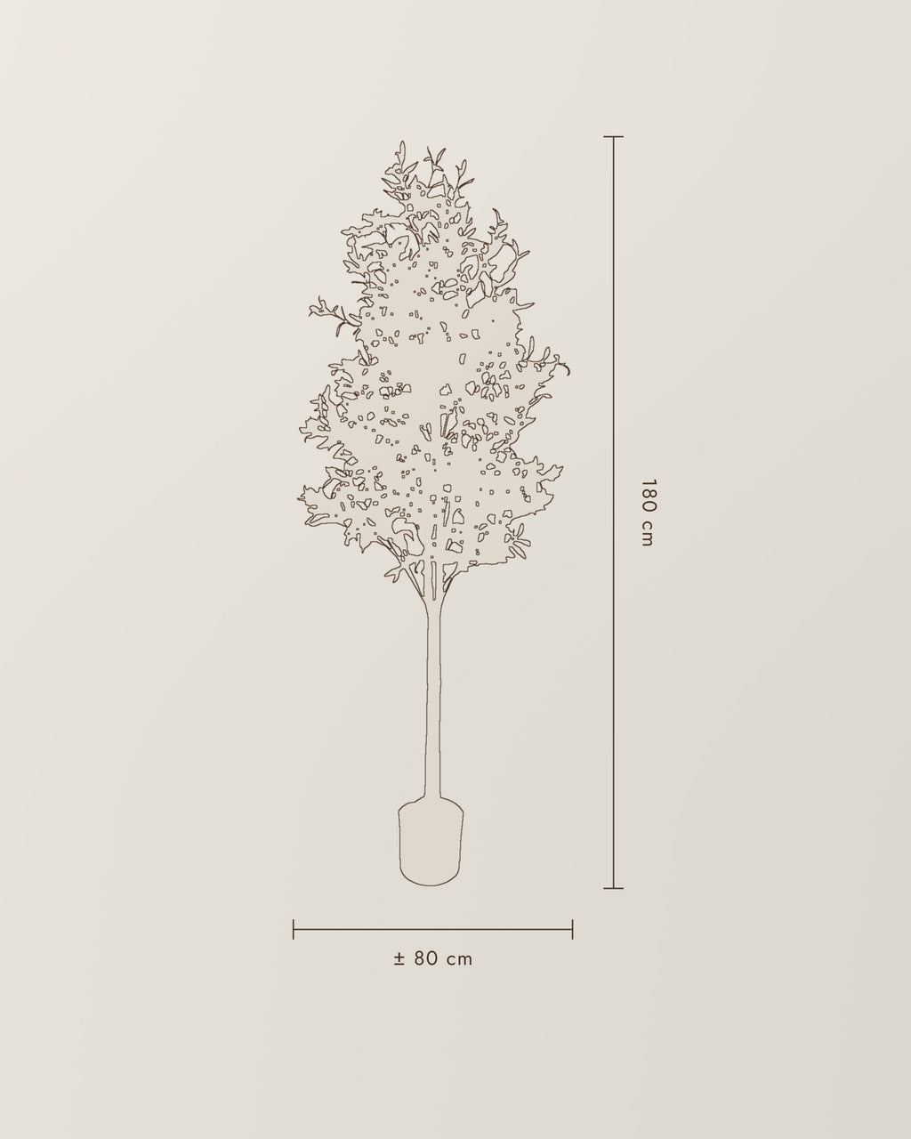 Olive Tree | 180 cm – dimension drawing