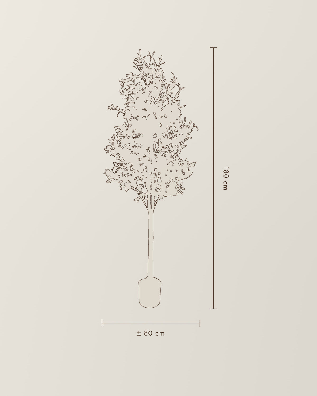 Olive Tree | 180 cm – dimension drawing